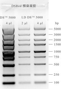 一招解决DNA Marker条带扭曲分不开