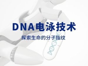 技术分享丨DNA电泳技术：探索生命的分子指纹