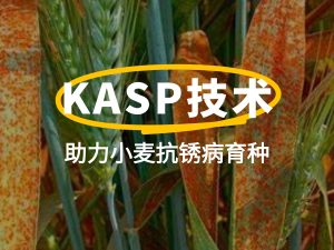前沿聚焦 | KASP技术助力小麦抗锈病育种：从基因分型到精准选育