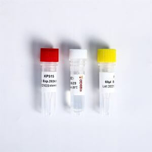 Multiplex Oligos 1 for Illumina K002-A02